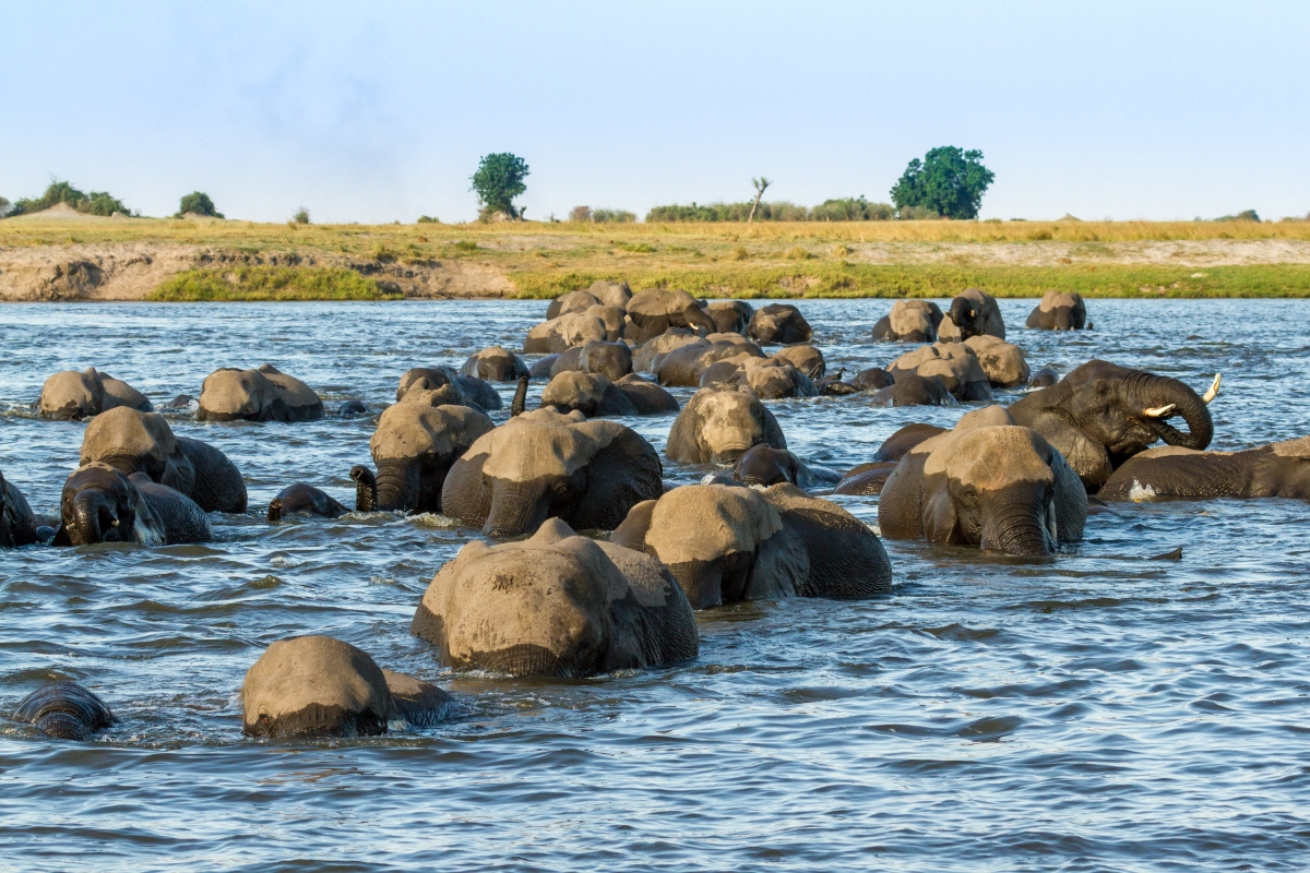 Many elephants crossing the Chobe River