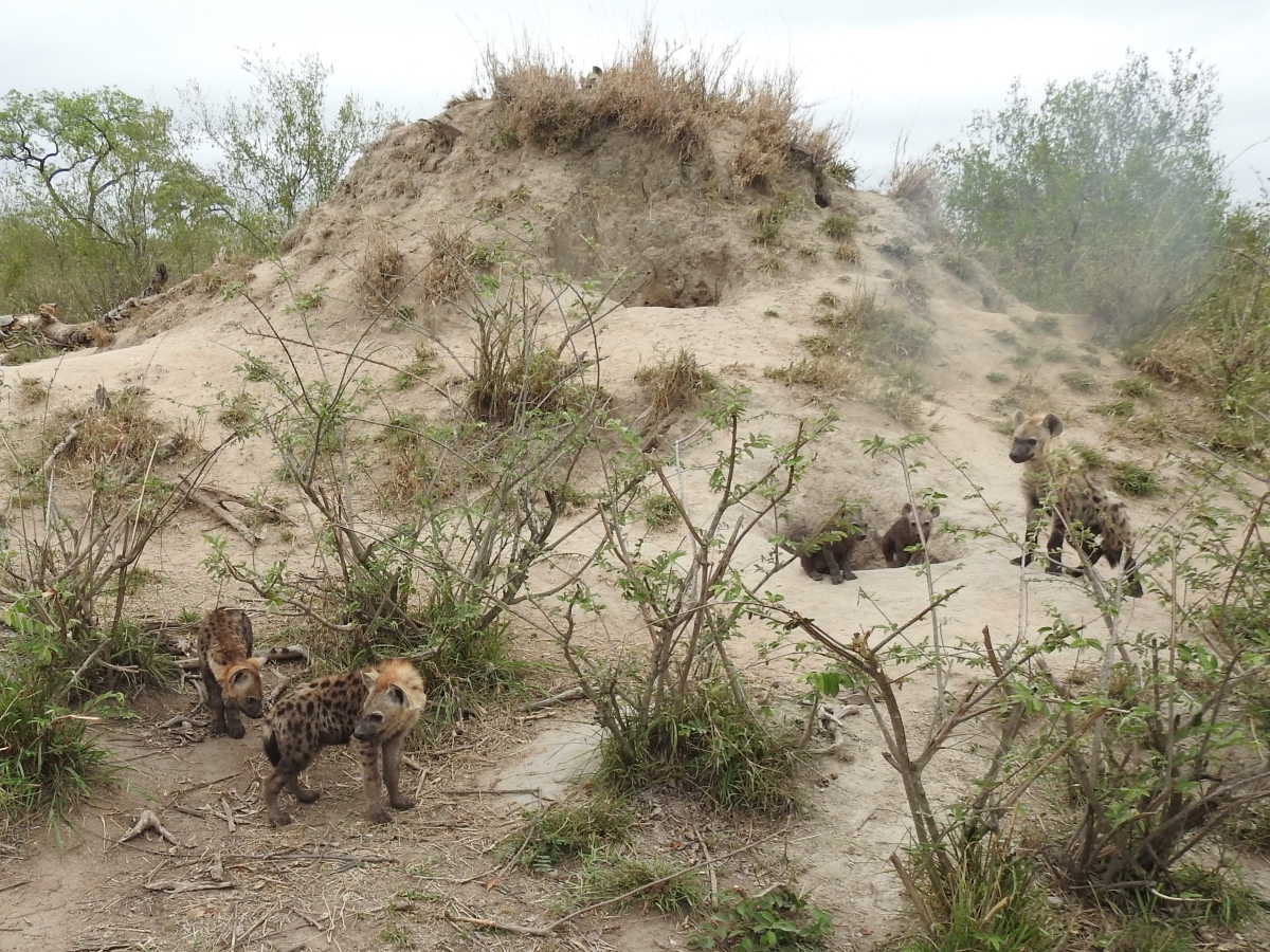 Baby spotted hyenas frolicking around their den