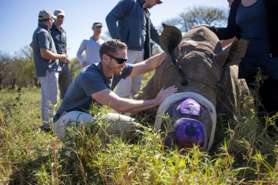 Dehorning zum Schutz der Nashörner in Südafrika - World Rhino Day 2023