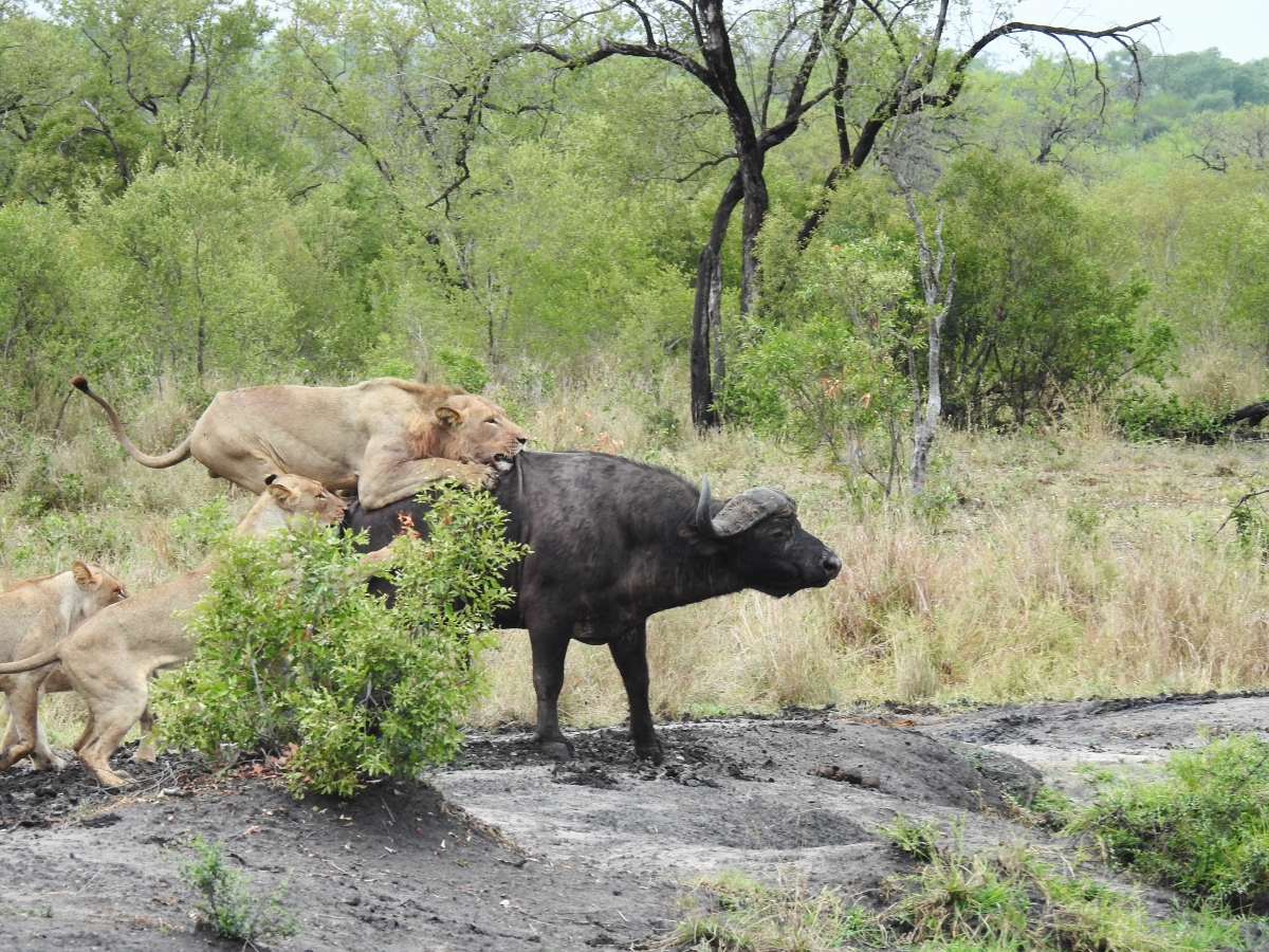 Buffalo being attacked by a pride of lions