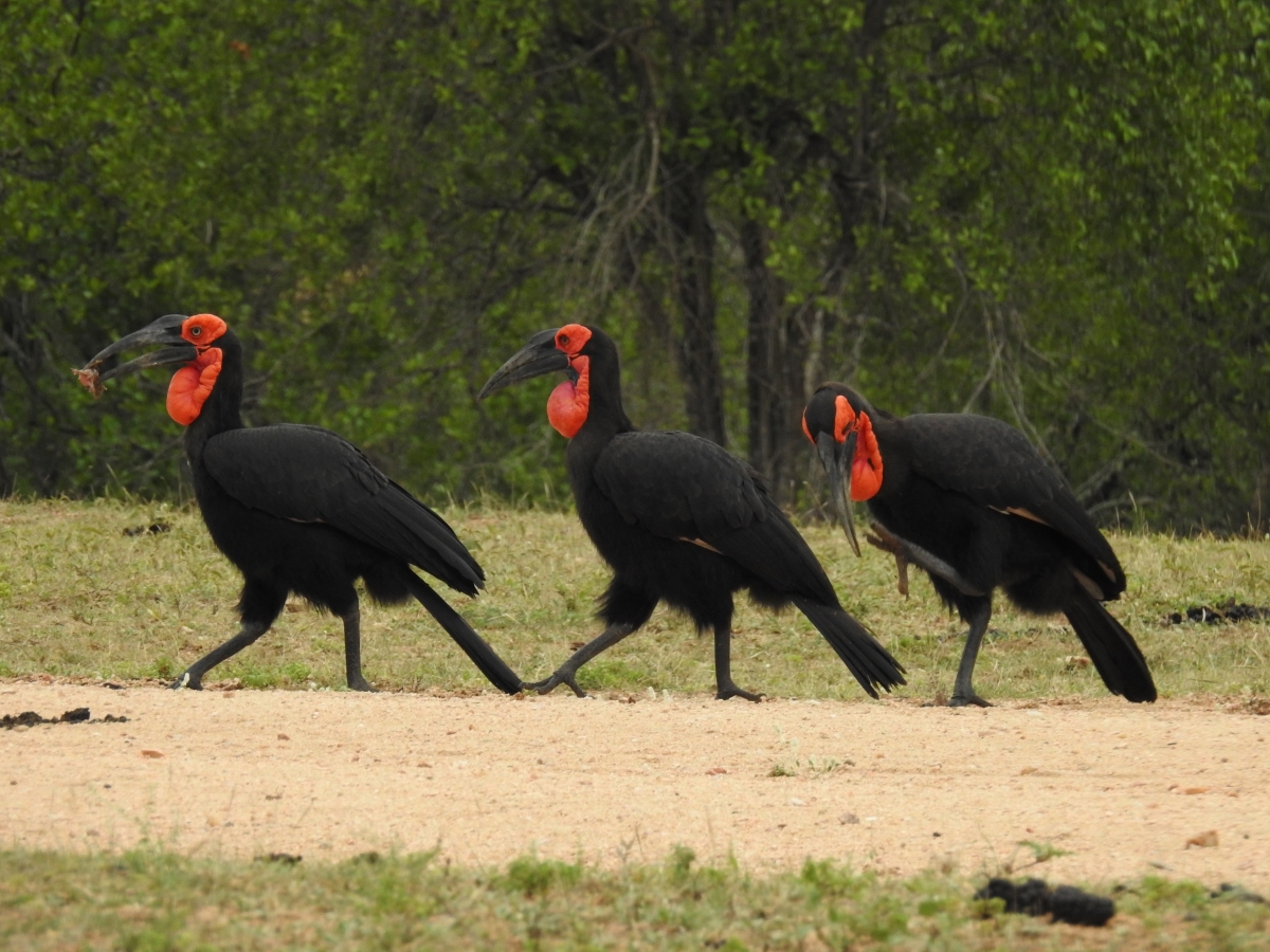 Three southern ground hornbills in the wild