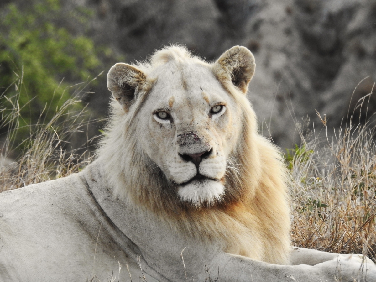 Young male white lion