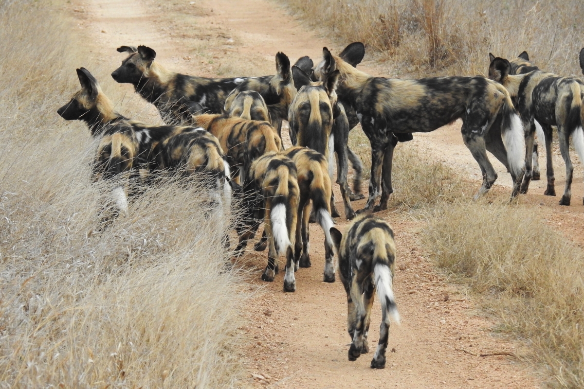 Pack of wild dogs