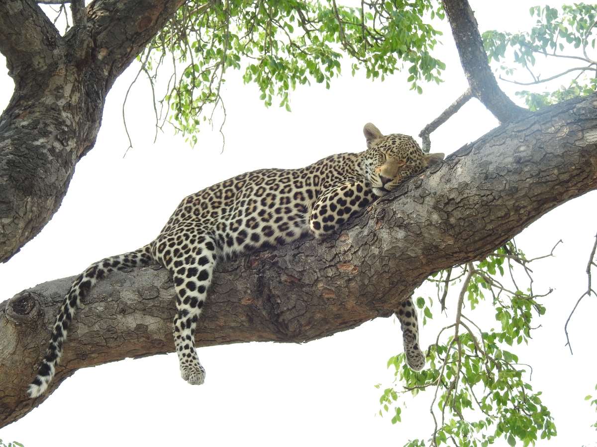 Sleeping leopard in a tree