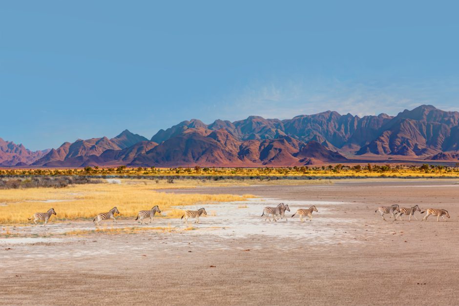 Namibie : La végétation variée du parc national d'Etosha nourrit d'innombrables troupeaux d’animaux