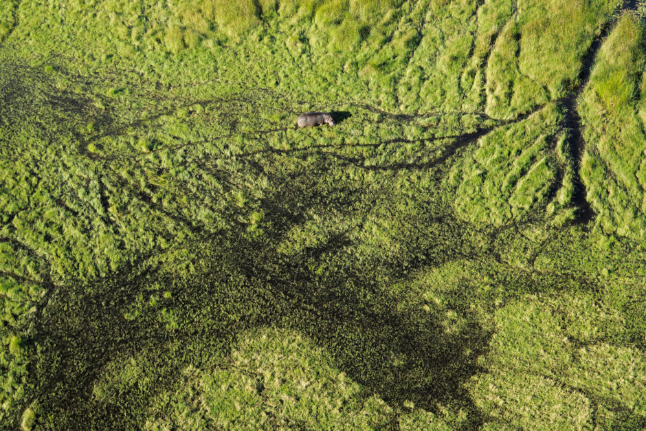 ¿Puedes ver el hipopótamo en este vasto Delta del Okavango?