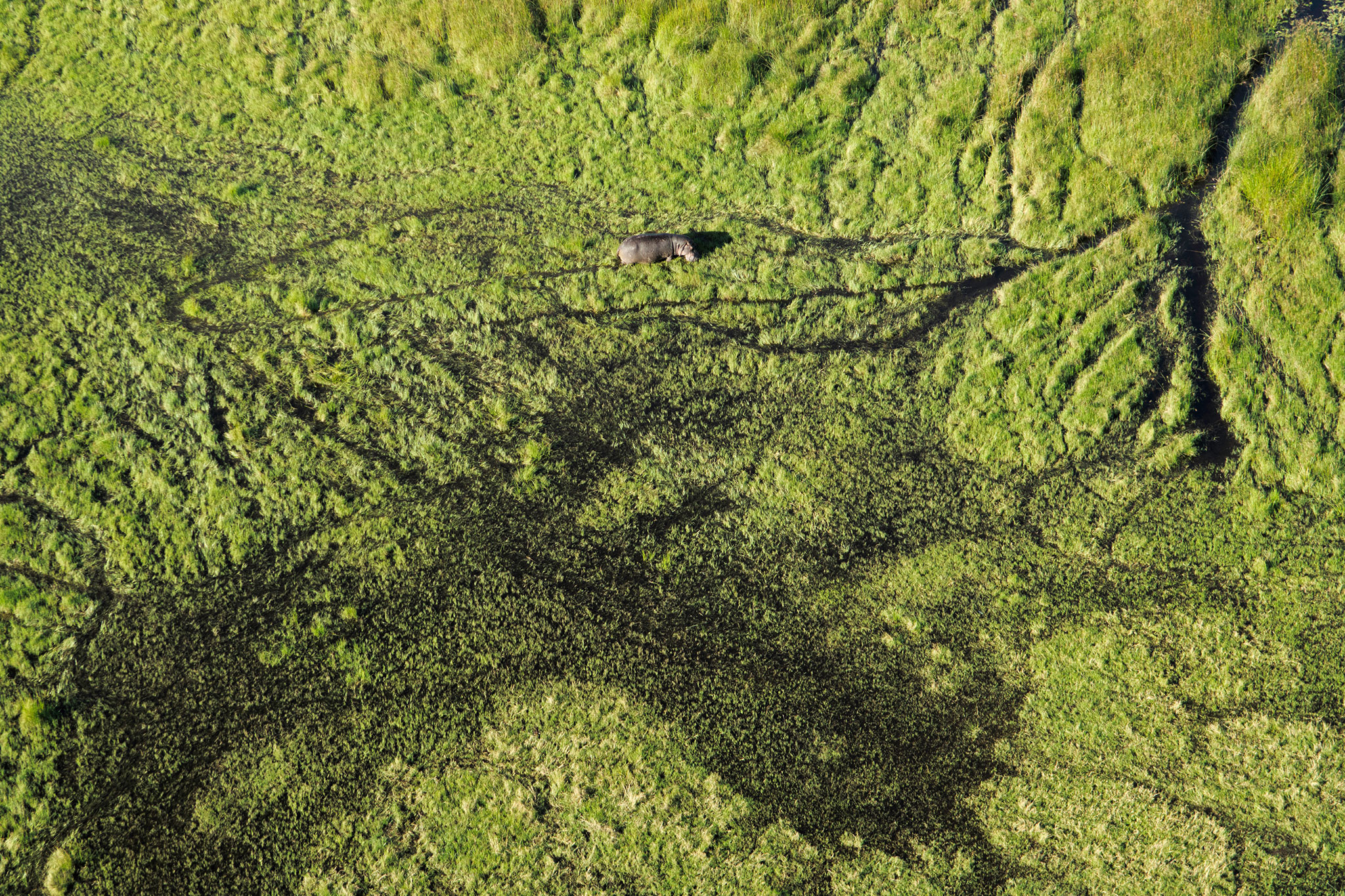 Aerial view of hippo in the Okavango Delta