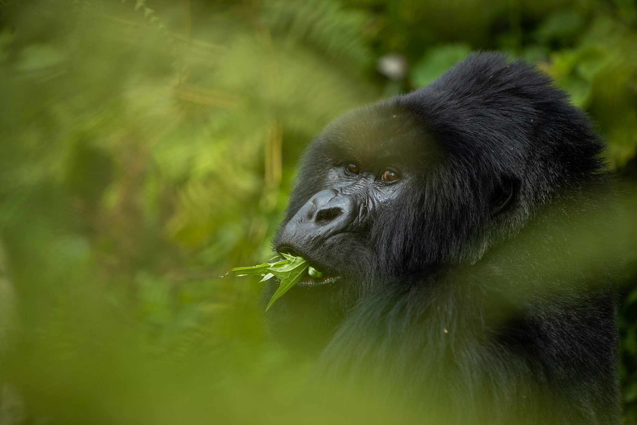 Observe the gorillas up close.