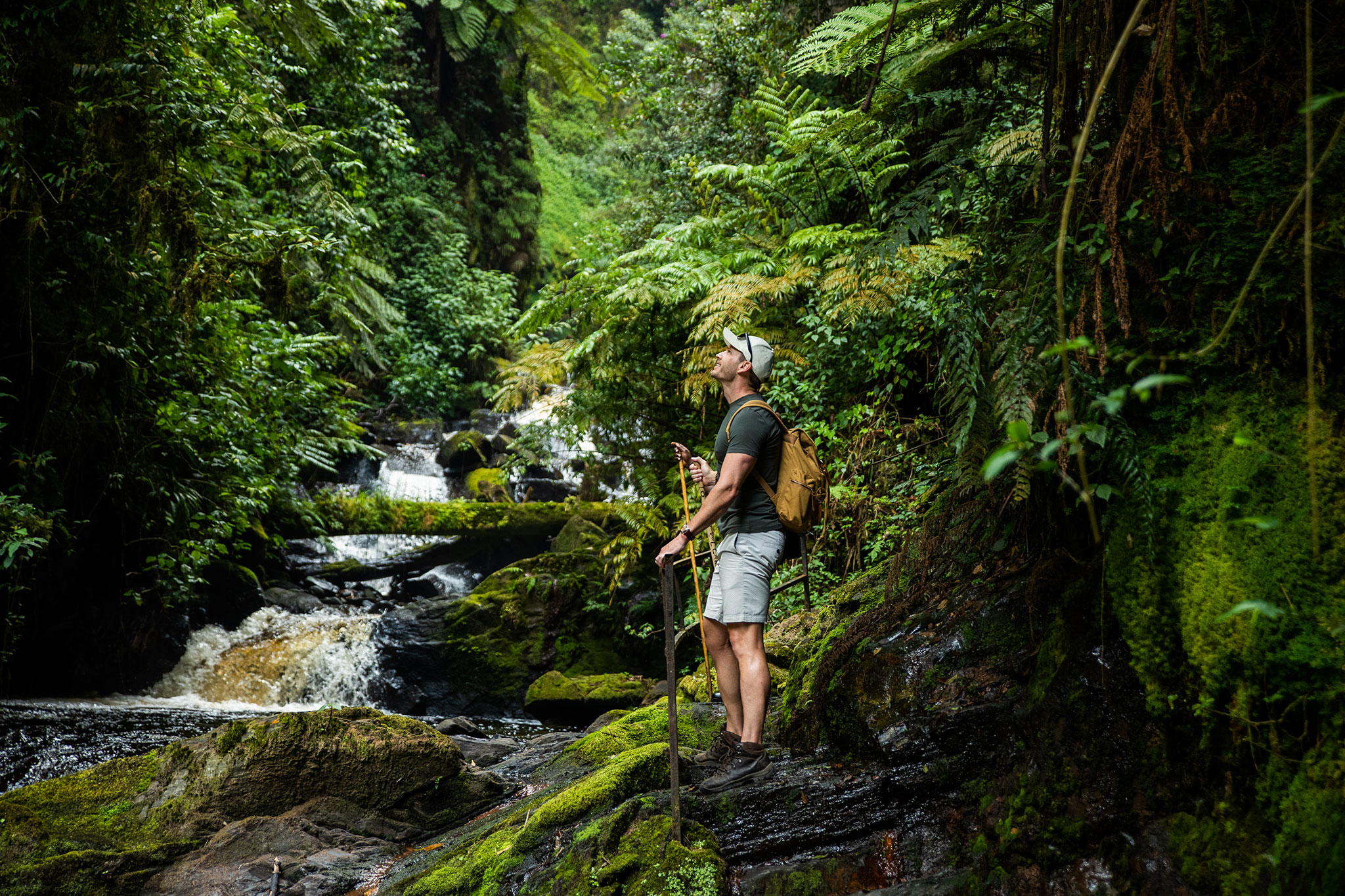 Venture into the dense rainforest.