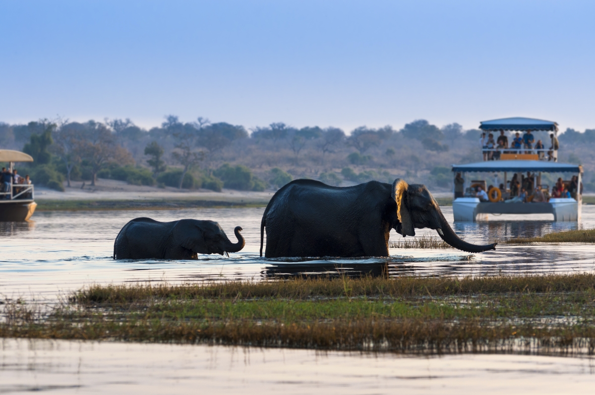 Elephants crossing a river being observed by visitors on a cruise