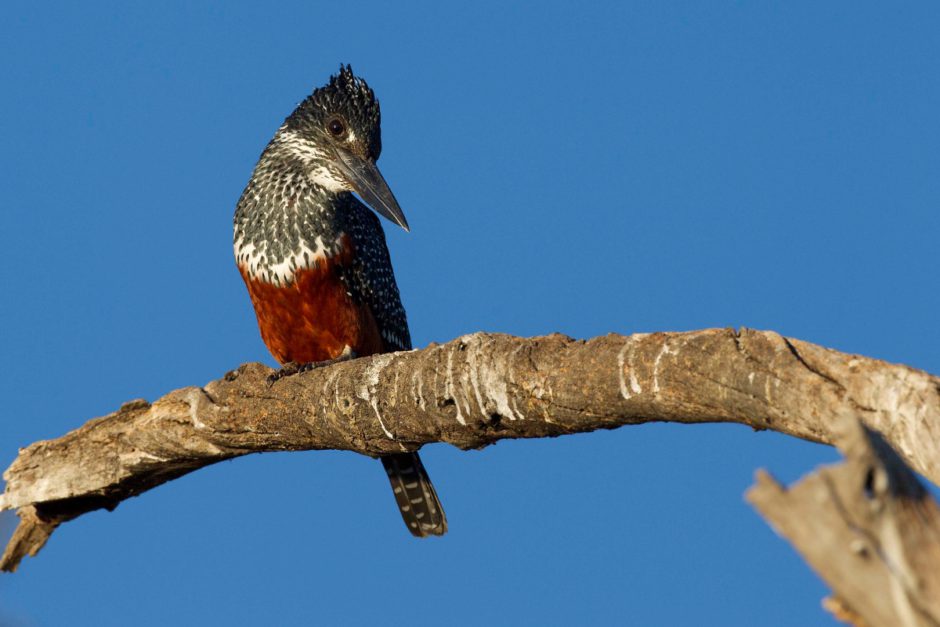 Ein Riesenfischer auf einem Ast im Chobe Nationalpark