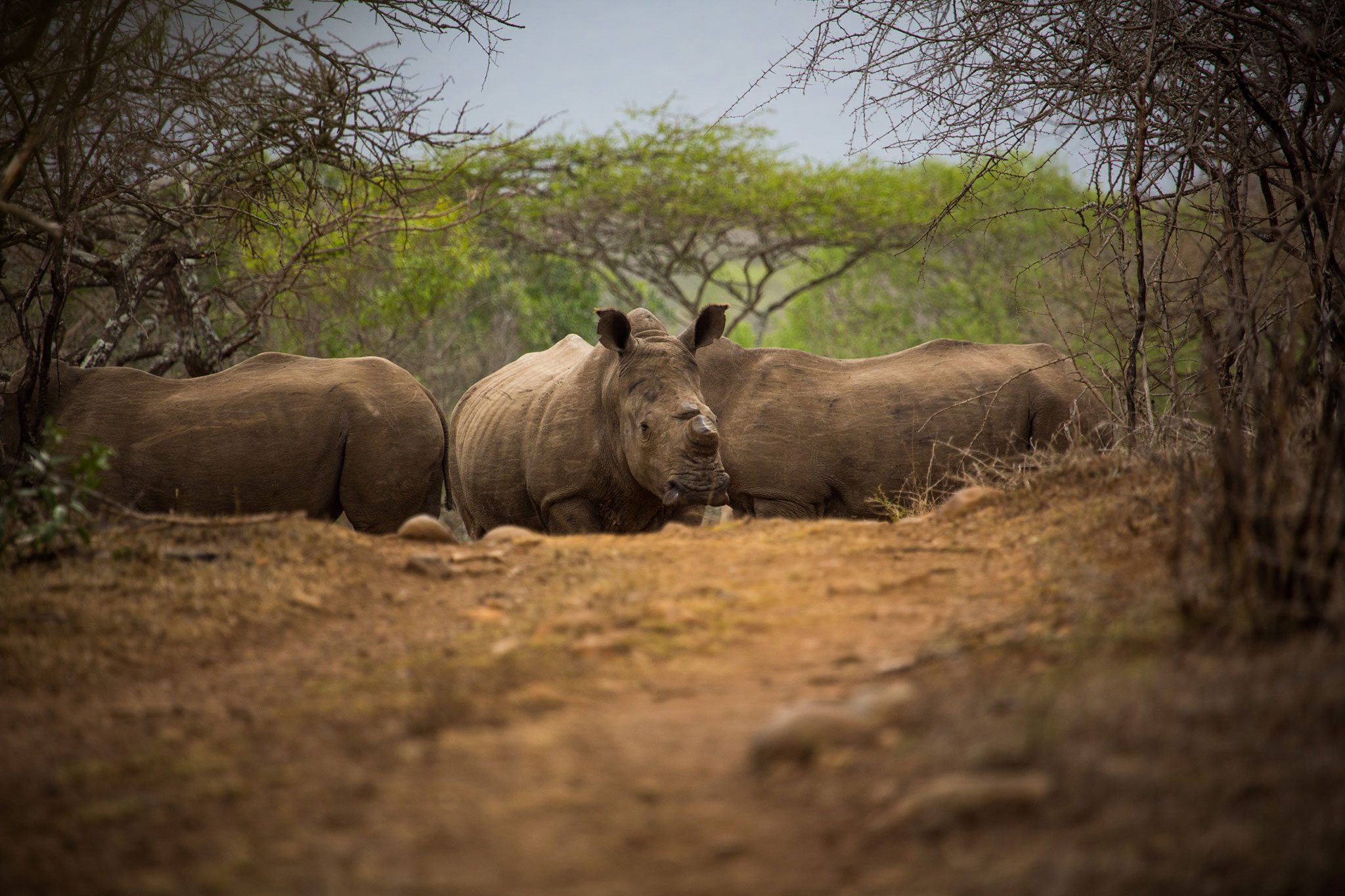 Endangered white rhino