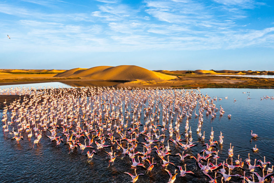 Flamencos hasta donde alcanza la vista en Walvis Bay, Namibia