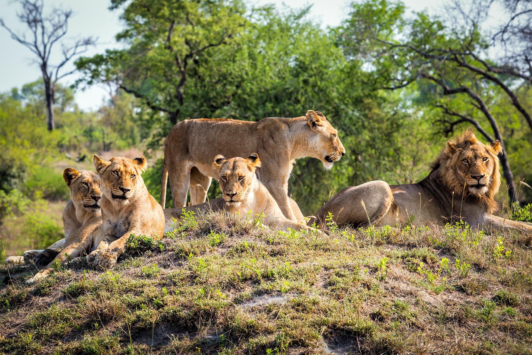 Familia de leones descansando en una pequeña colina