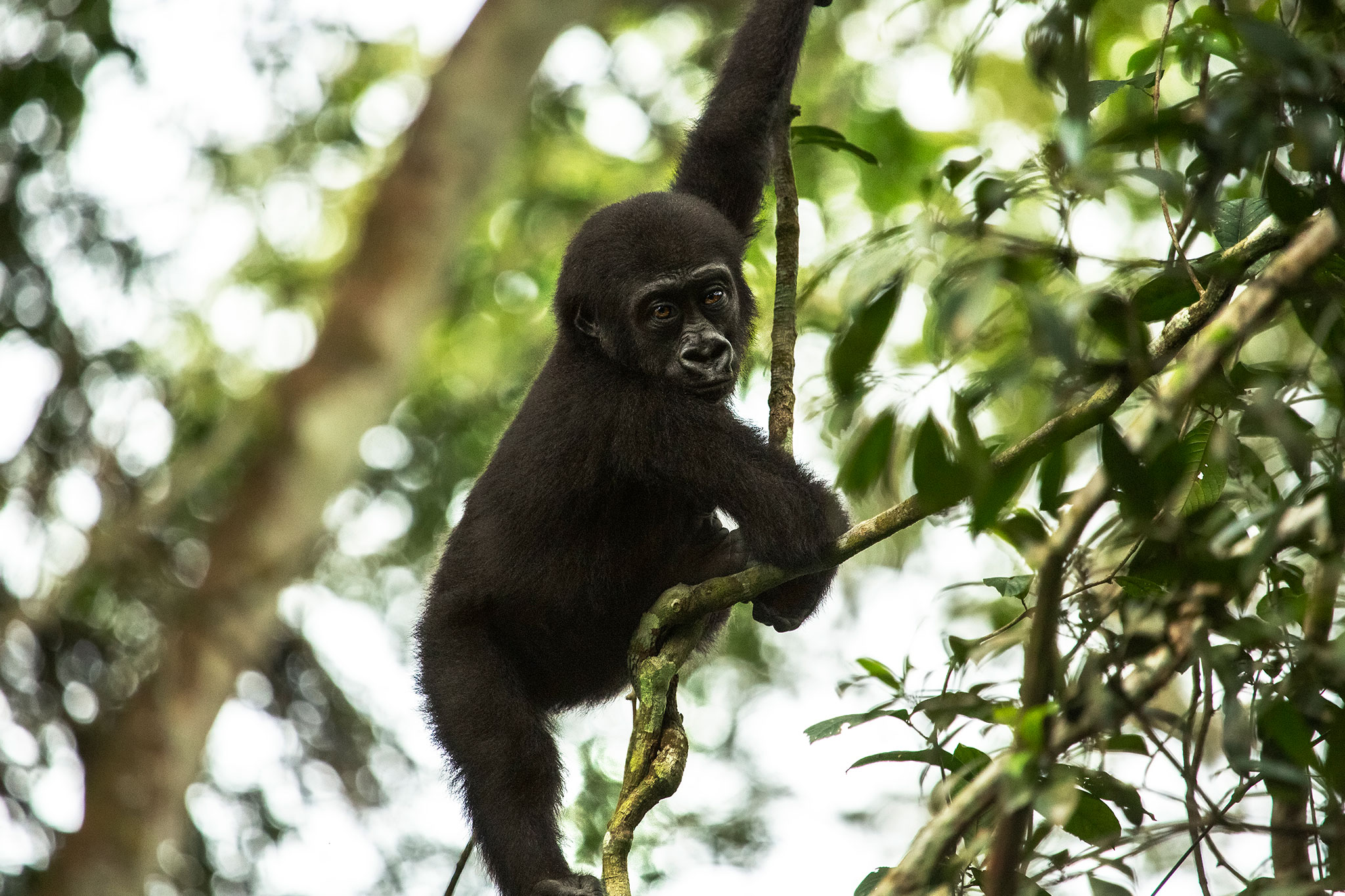 The western lowland gorillas are quite active