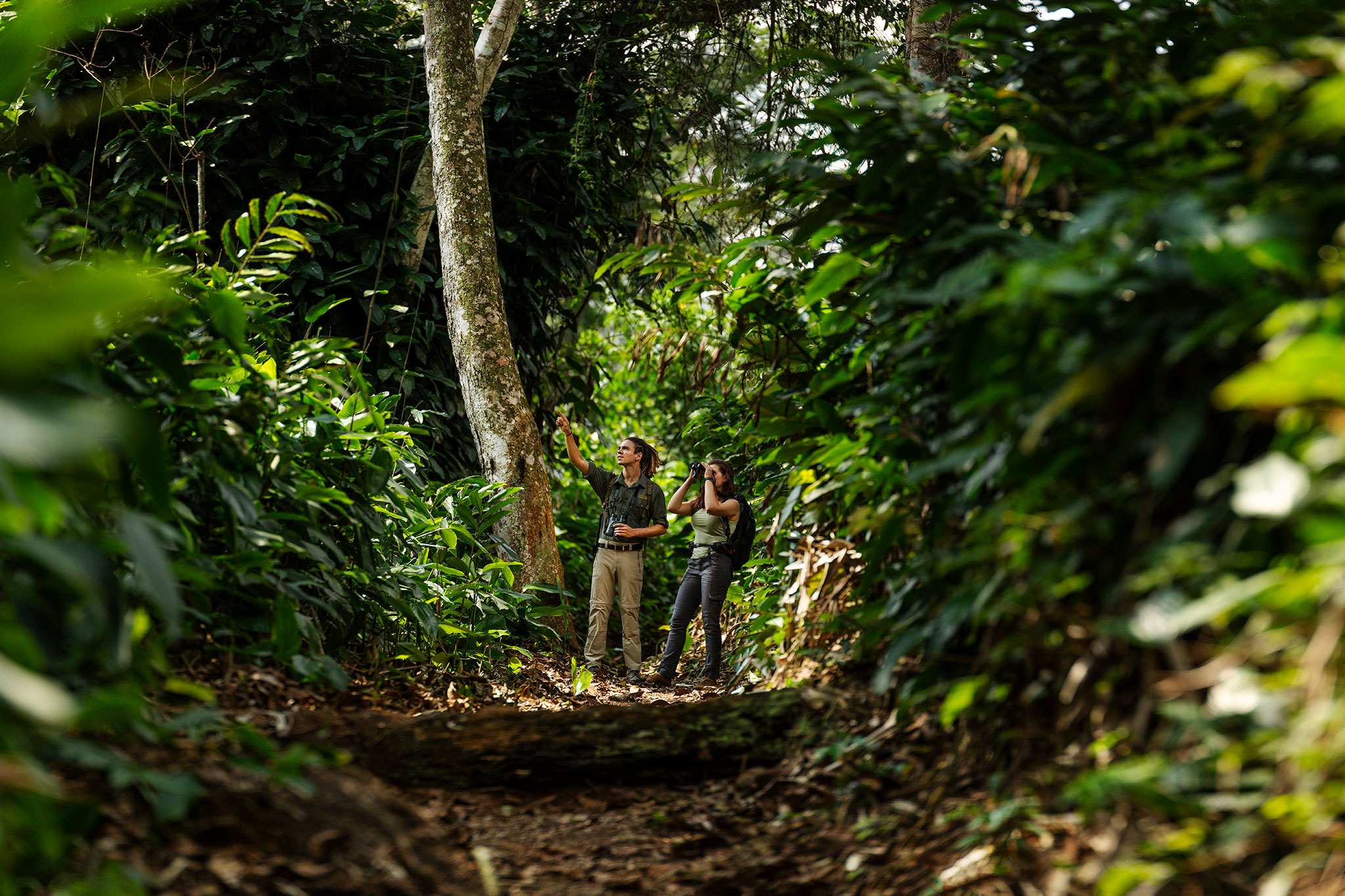 Guides are present throughout providing insights and ensuring the gorillas are protected.