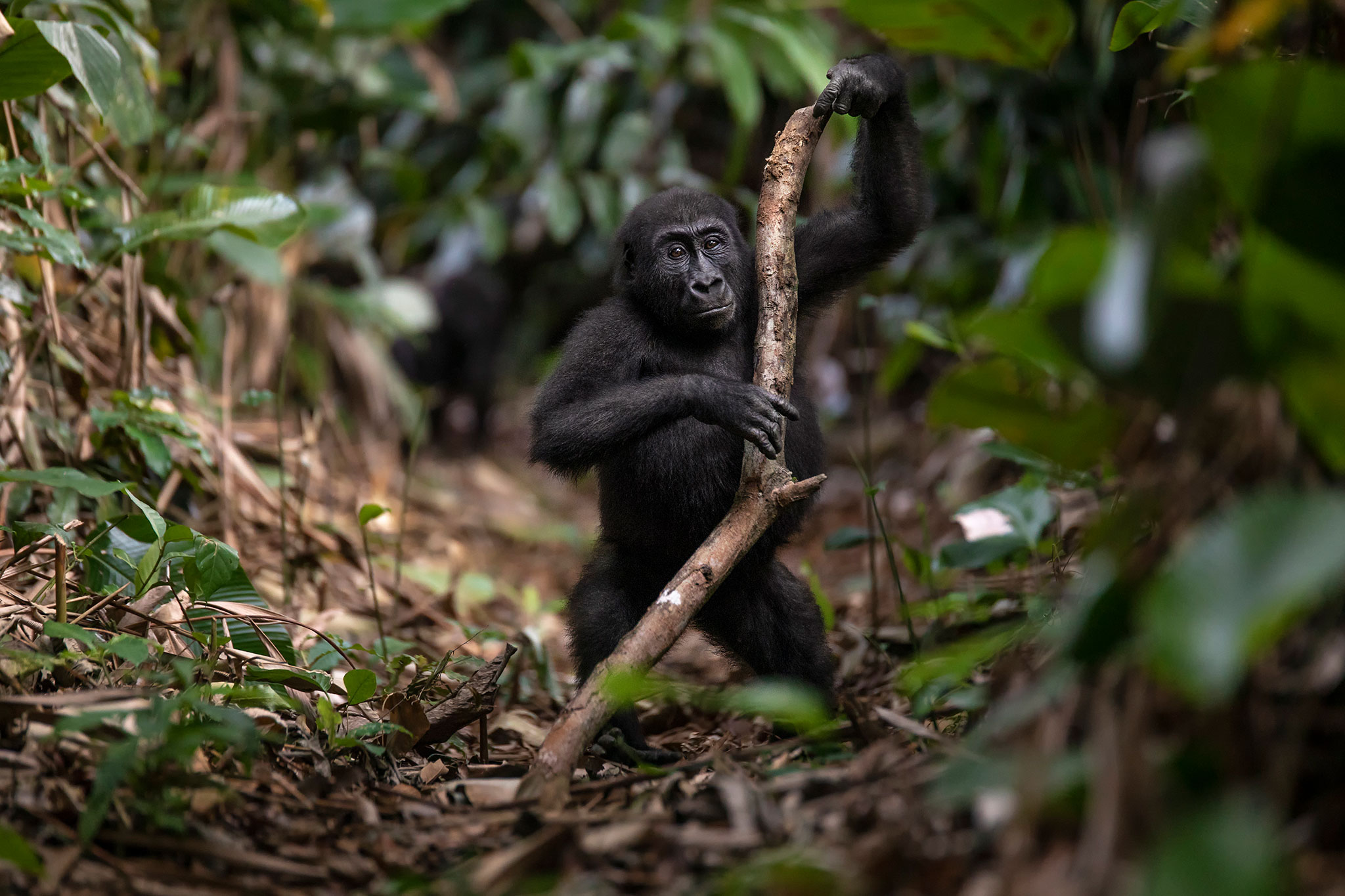 Observing young gorillas in their natural habitat is a treat like no other.