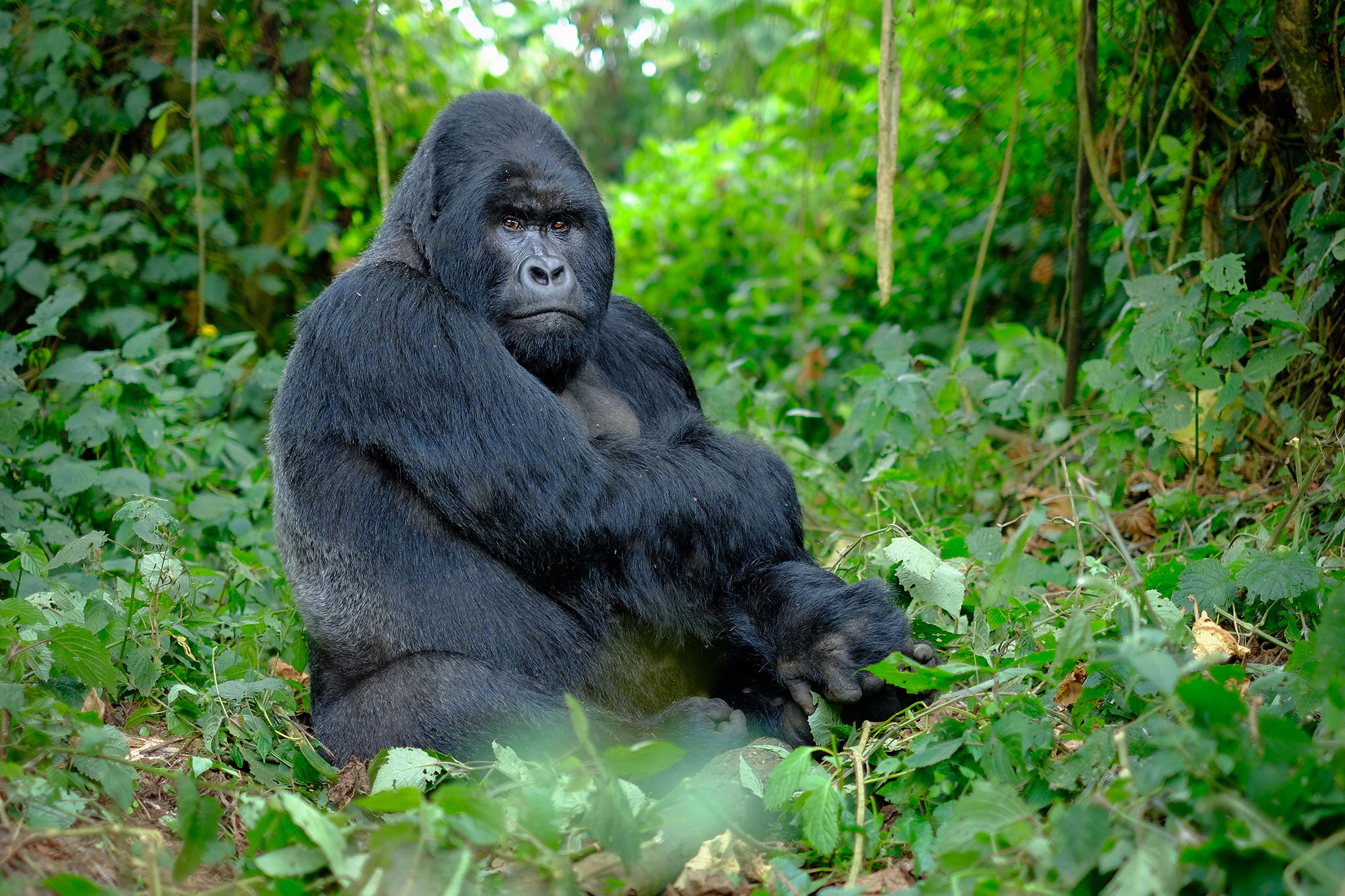 Ver primatas em seu habitat natural é uma experiência que muda a vida