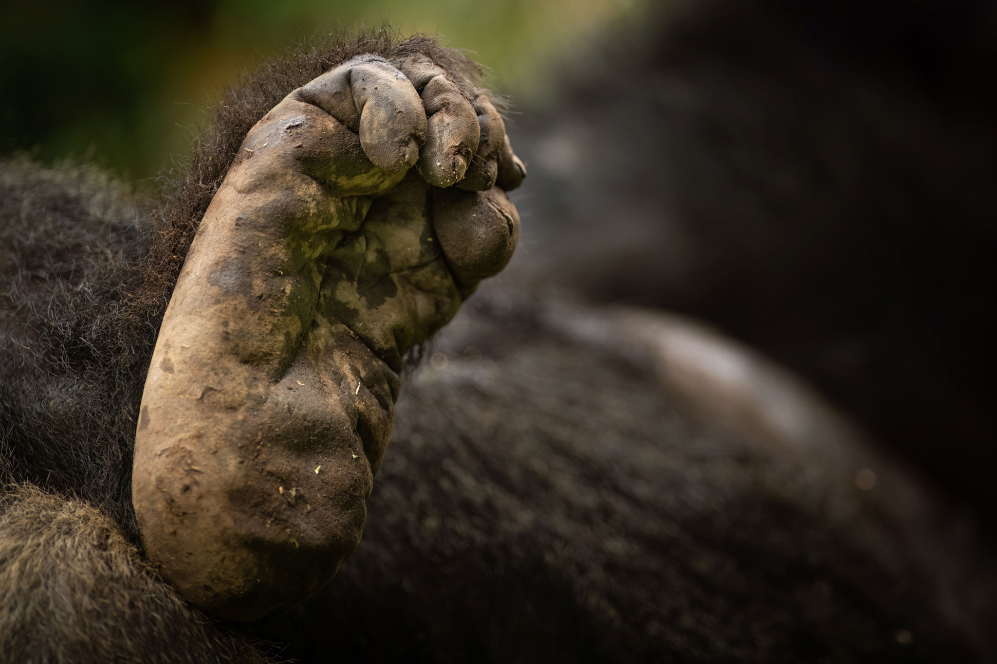 Foot of a baby mountain gorilla