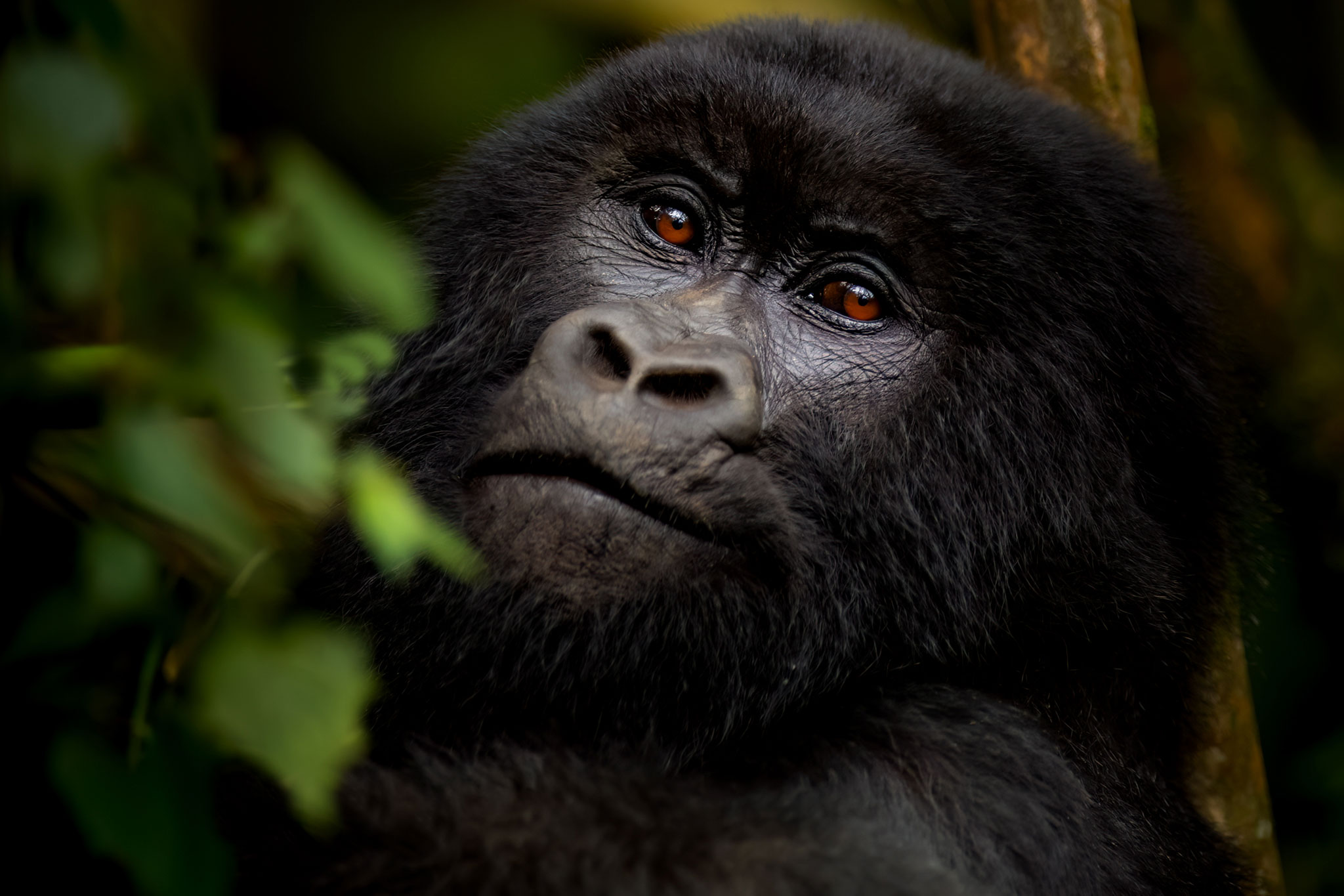 Gorilla chilling in the forest of Rwanda.