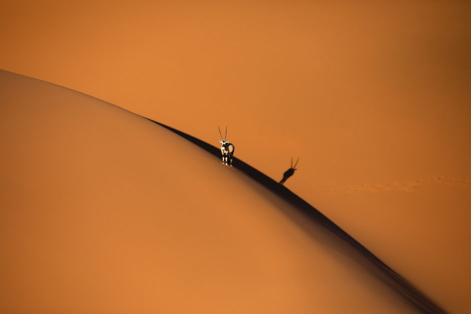 Un órix solitario de pie en una duna de arena en el desierto de Sossusvlei