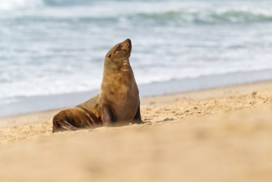 Seehund am Strand von Swakopmund - eine Ozean-Safari ist eine der aufregendsten Aktivitäten in Namibia