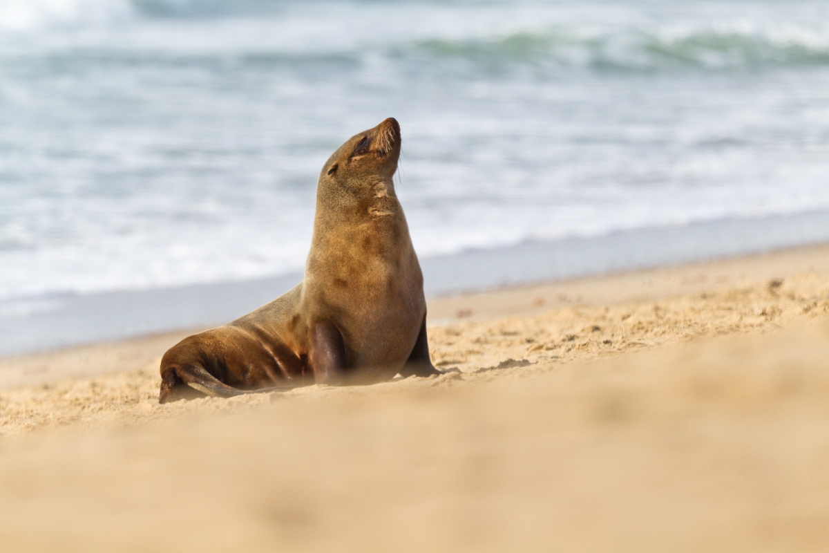 Seal on the beach