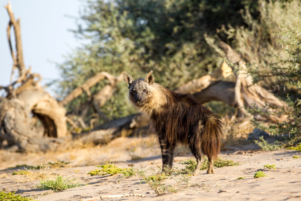 A hyena roaming the Skeleton Coast