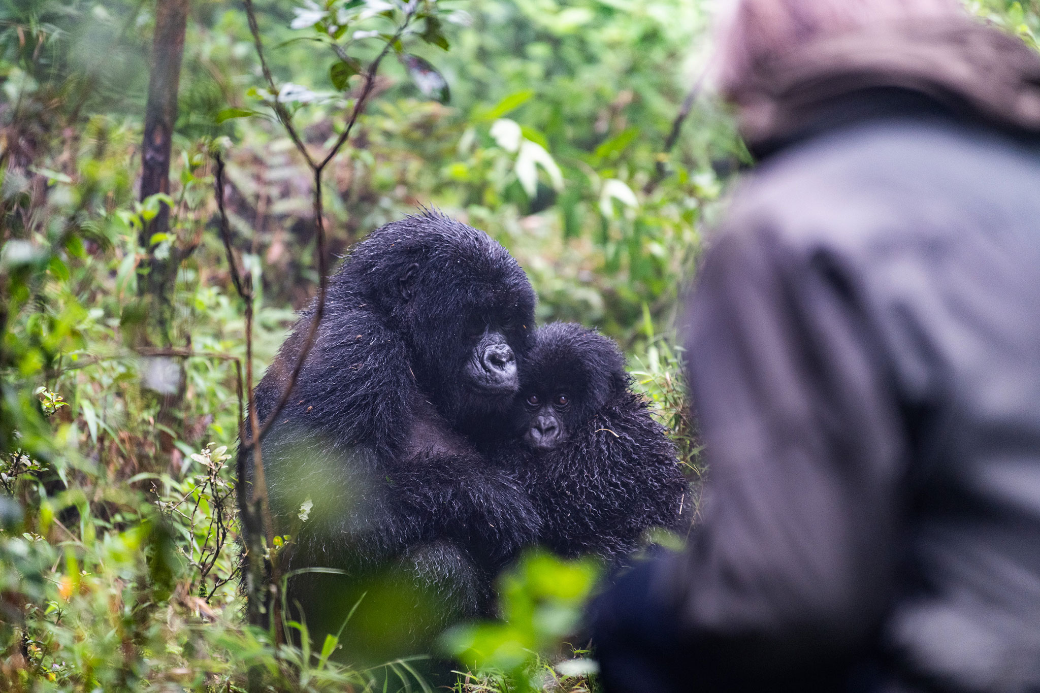 Watching family interactions between gorillas is enthralling.