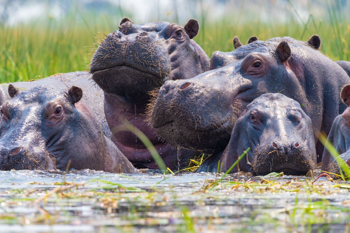 Hippo pod wallowing in water