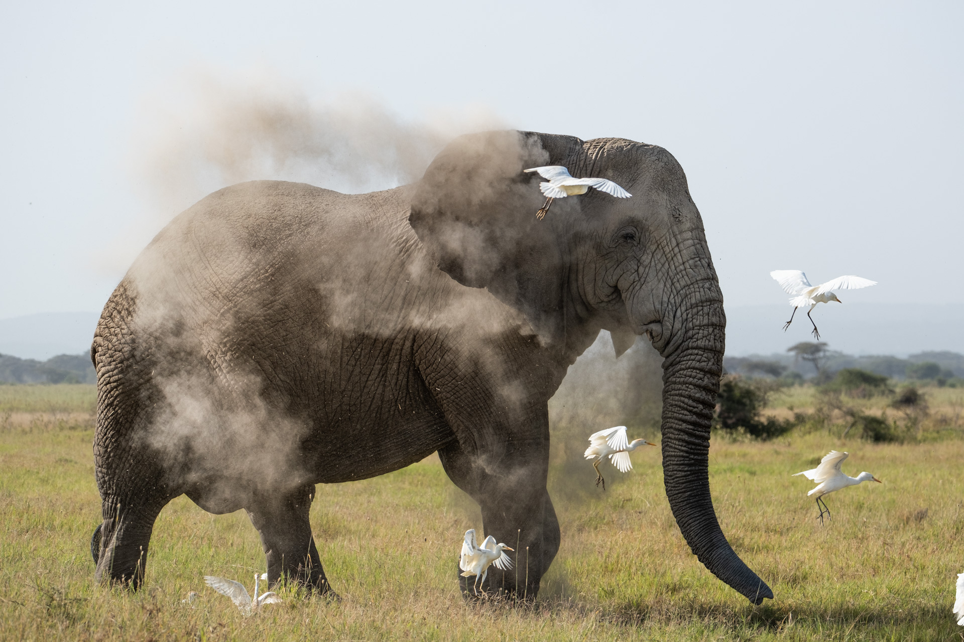 Elephant dusting itself