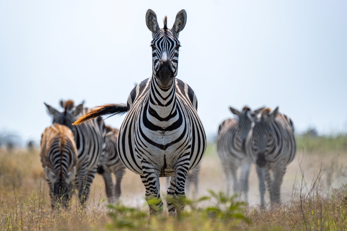 Zebra in Amboseli National Park