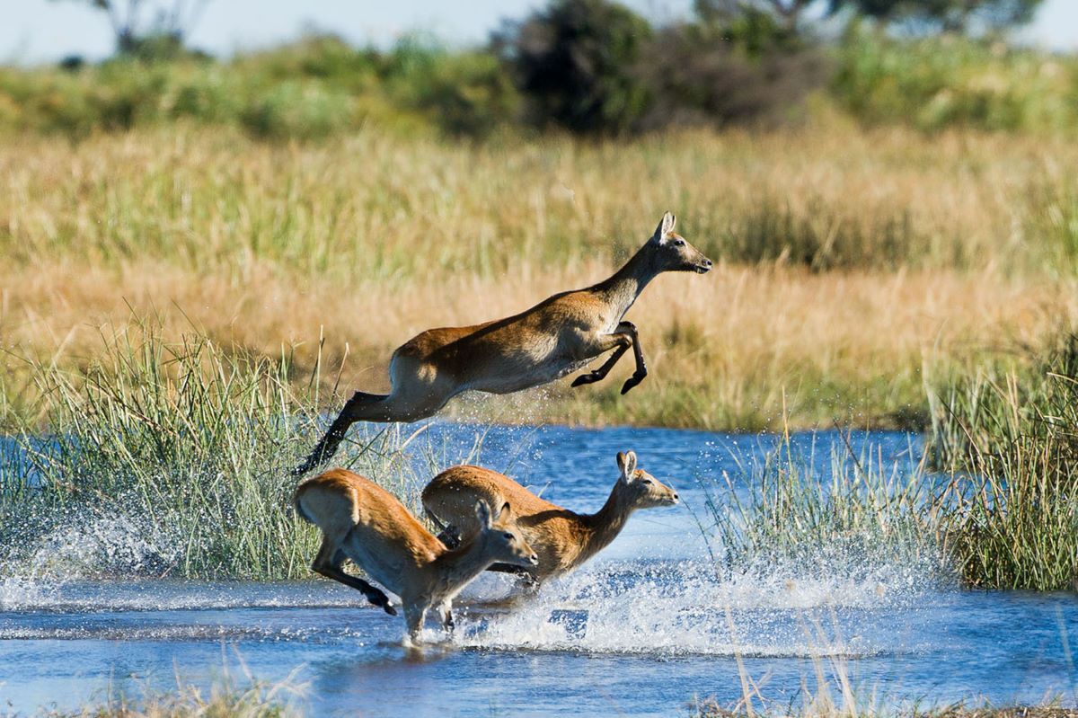 Antelope springing through shallow waters