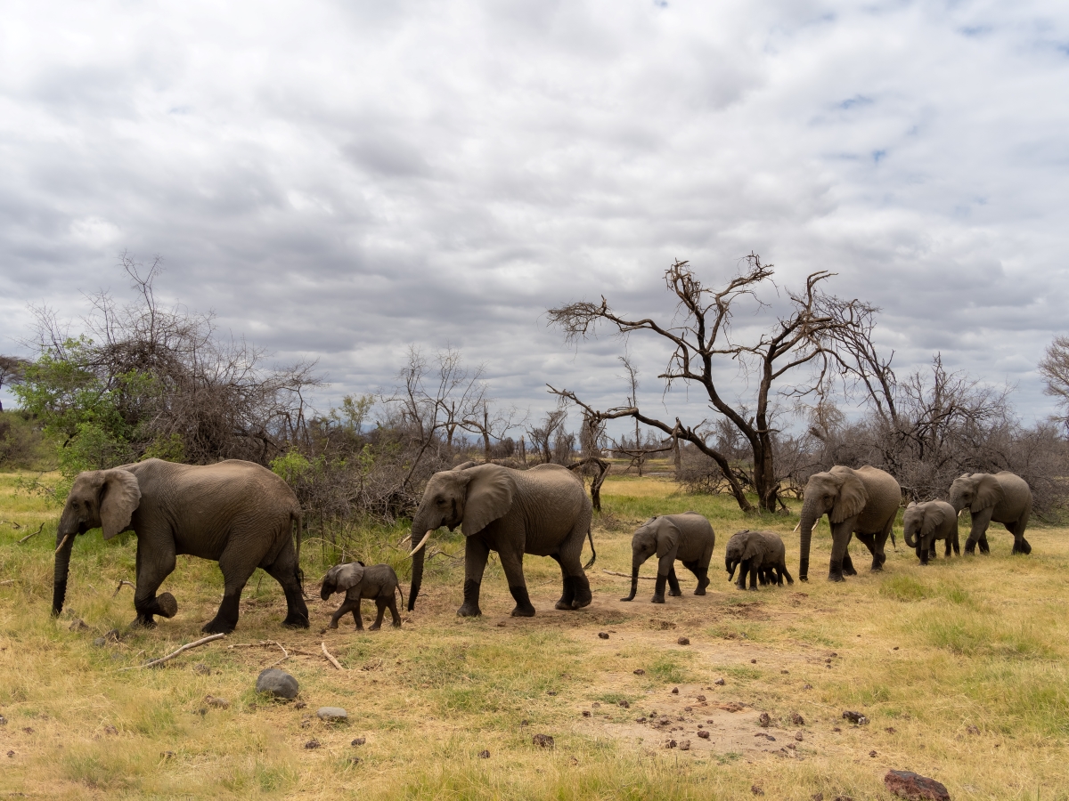 Herd of elephants walking as a family in the savannah of Lake Manyara