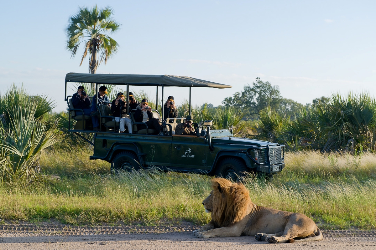 Lion sighting on a game drive