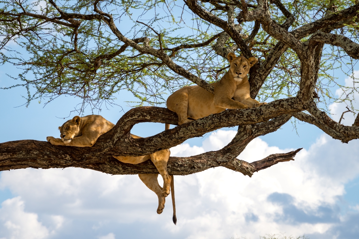 Lions in the high branches of a tree