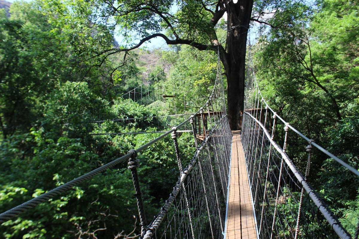 Suspended walkway in the treetops of a lush forest