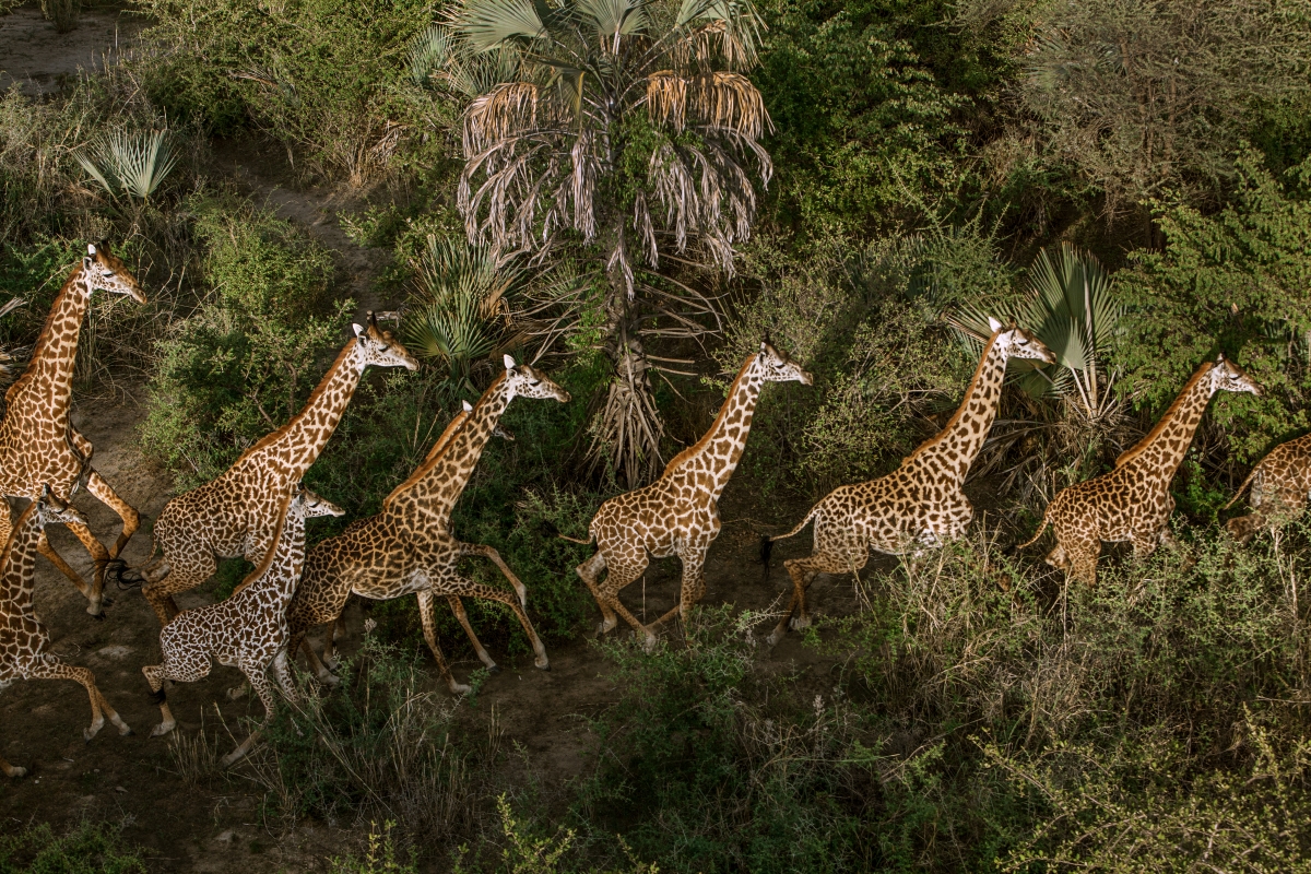 Aerial view of giraffe in a lush green landscape 