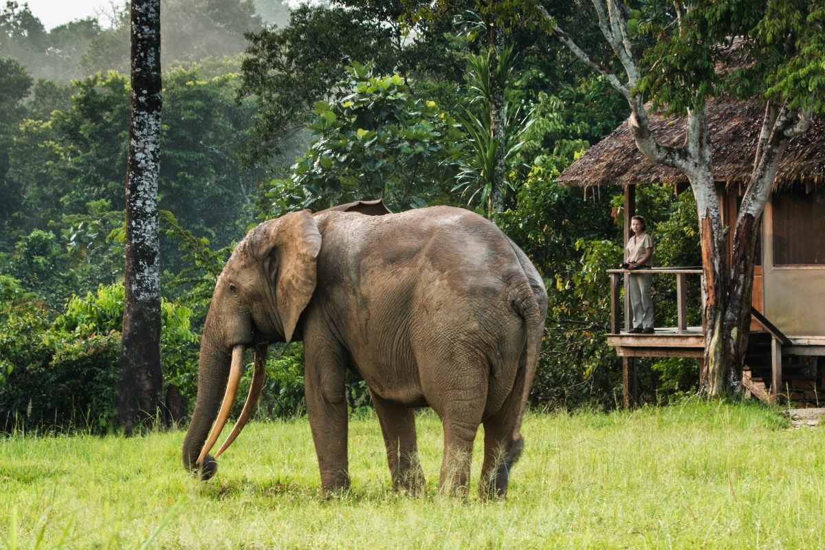 Forest elephant at Mboko Camp