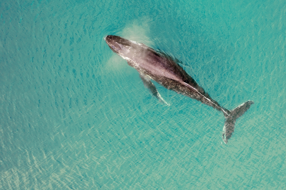 Vista aérea de una ballena