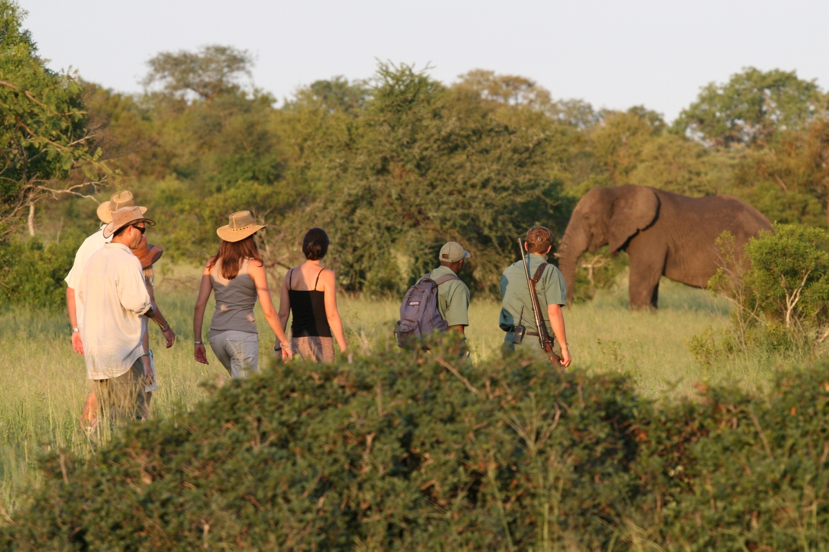 Walking safari in the Kruger with an elephant sighting