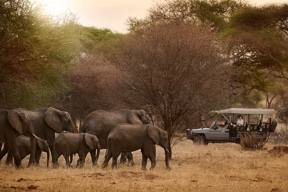 Elephant herd seen on a game drive