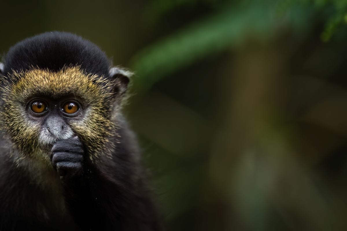 Golden monkey close-up