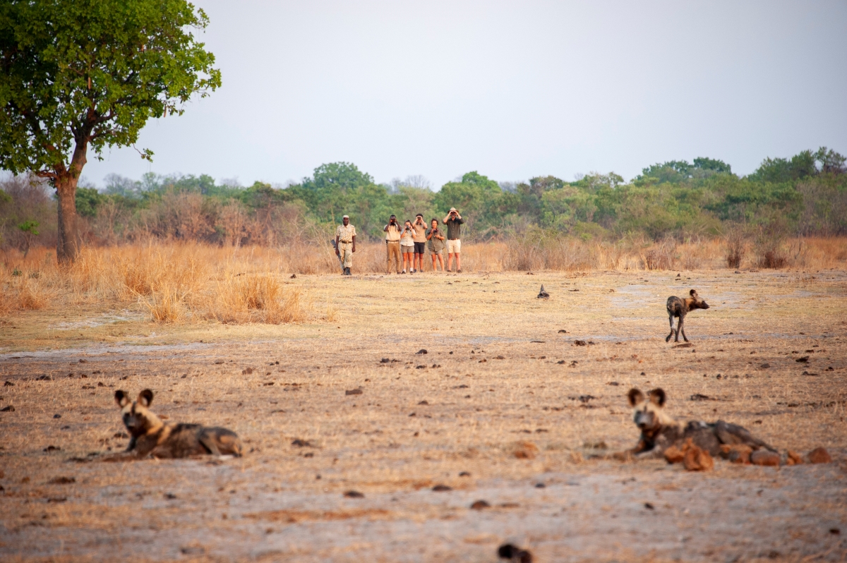 Guests on a walking safari observing wild dogs