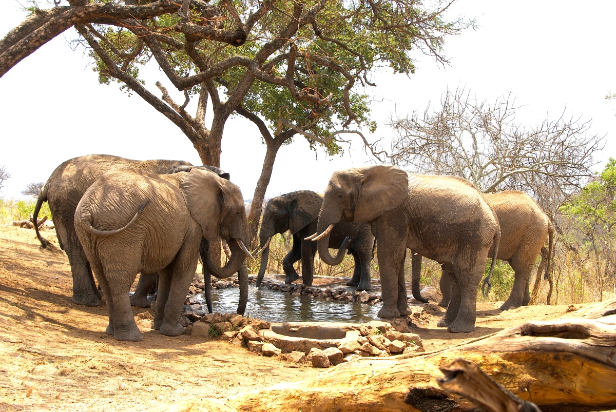 Elephants at a waterhole