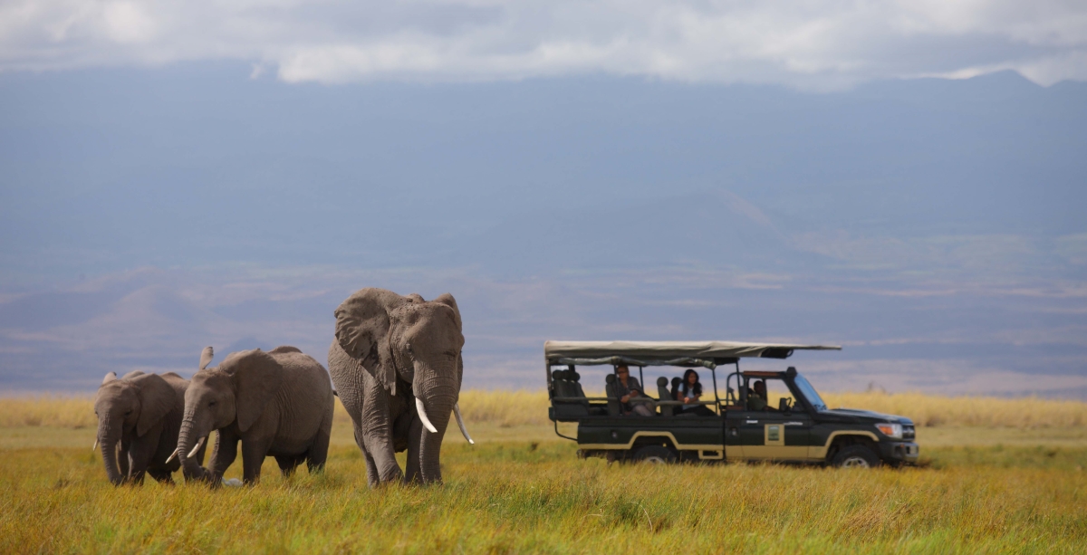 Elephant sighting during a game drive