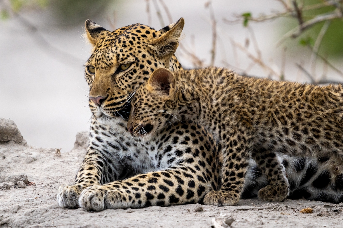 Mother leopard with cub