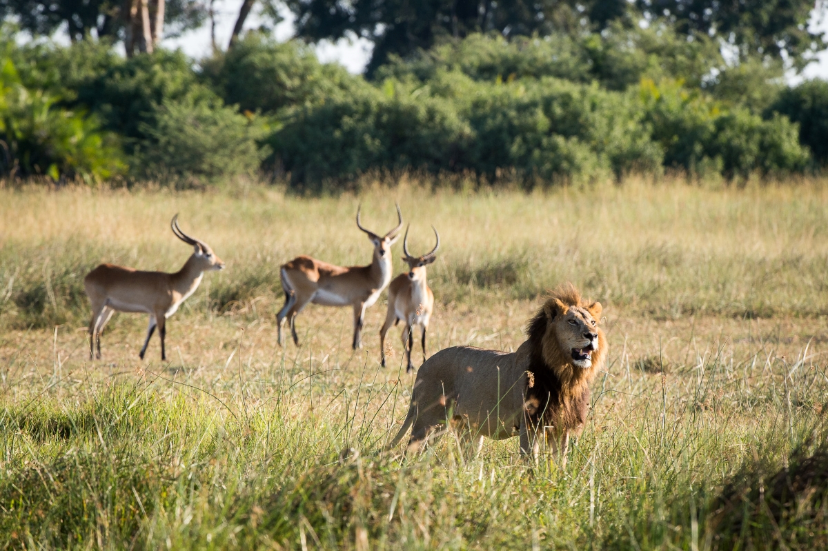 Lion and antelope standing in a grassy-area on Chief's Island