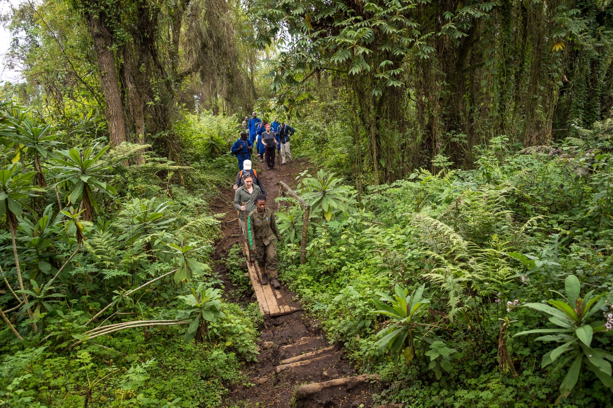 Trekking through the dense jungle of Volcanoes National Park