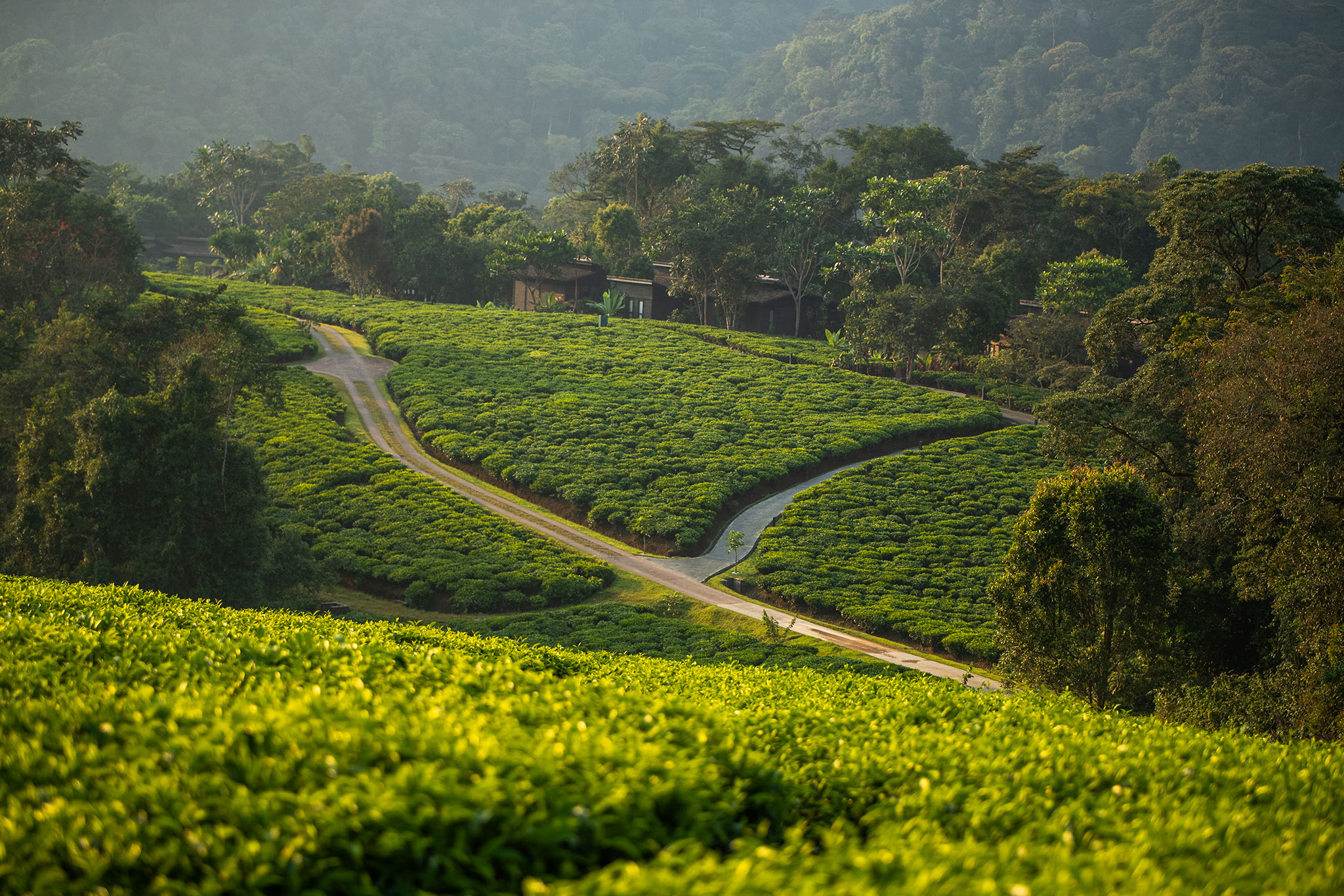 Explore the tea plantations in Rwanda